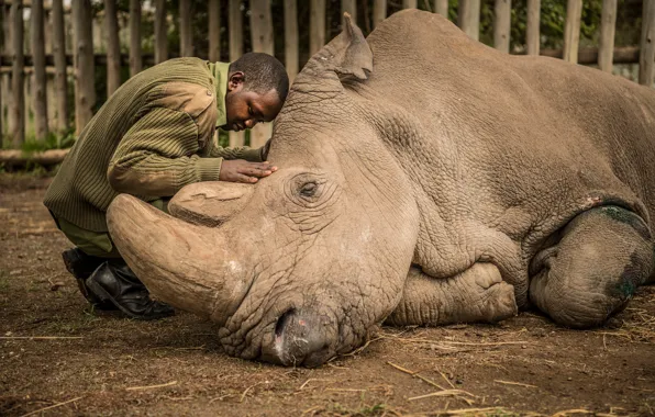 Man, death, rhinoceros, caregiver, the Last Male Northern White Rhino