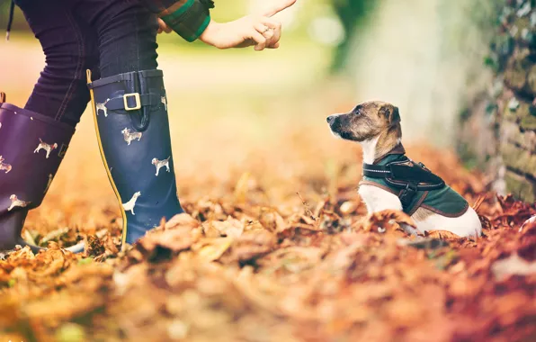 Картинка осень, листья, собачка, боке, маленький друг