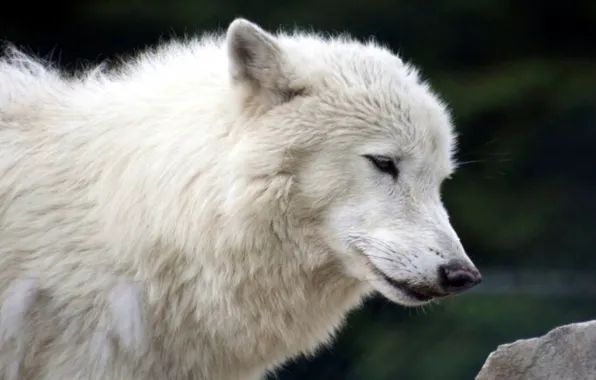 Nature, predator, animal, wolf, wildlife, portrait, portrait., Canis lupus. face