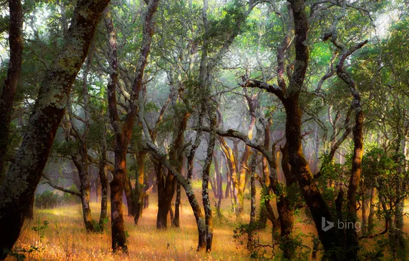 Лес, трава, деревья, США, штат Калифорния, Виндзор, Foothill Regional Park