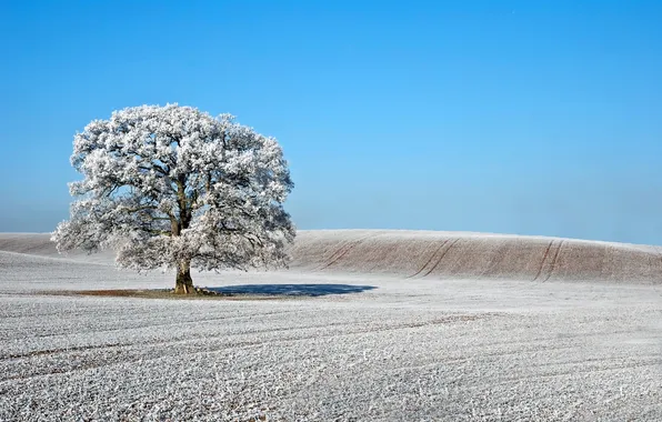 Картинка зима, иней, поле, дерево, Природа