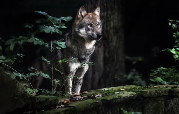 Лес, природа, волк