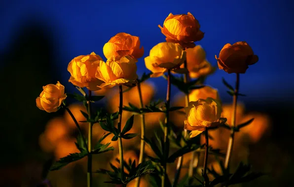 Свет, цветы, природа