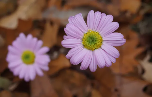 Картинка осень, цветы, розовые, Flowers, pink, autumn, боке, bokeh