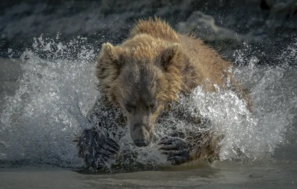 Вода, брызги, медведь