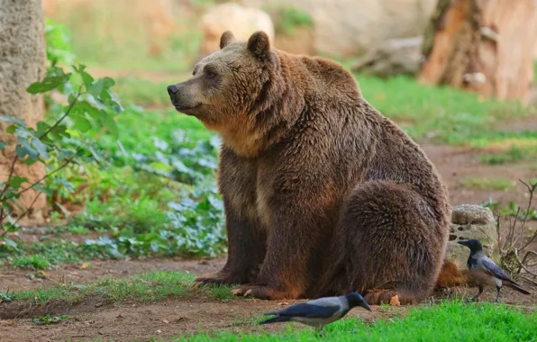 Bear Zoo Sitting - Free photo on Pixabay Silly animals, Funny animals, Bear pict