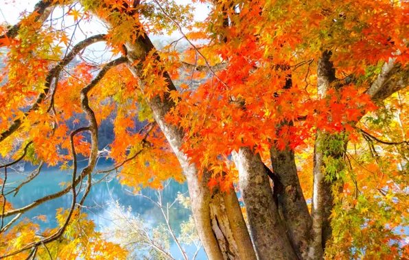 Colorful, autumn, leaves, Trees