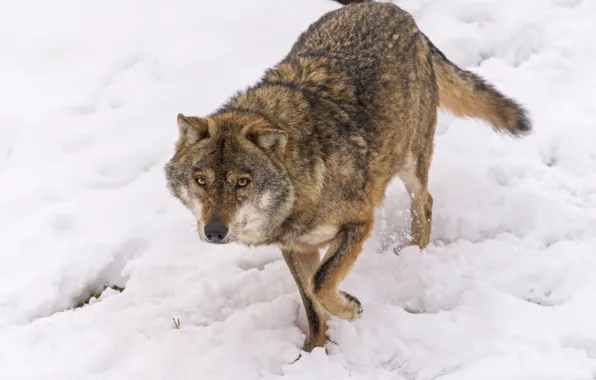 Картинка взгляд, снег, волк, ©Tambako The Jaguar