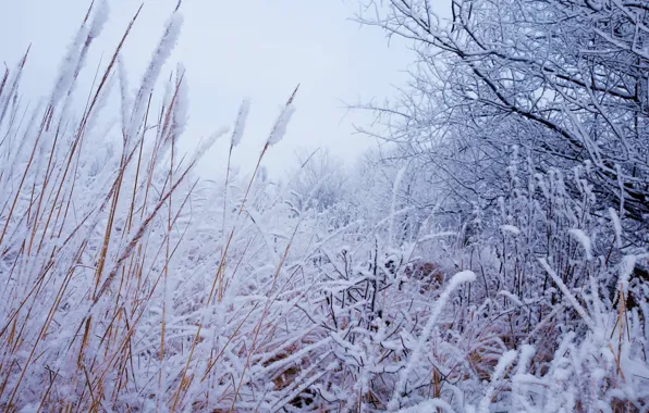 White, winter, snow, tree, cold