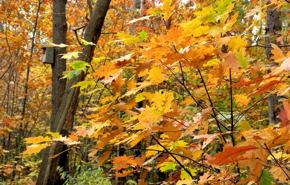 Yellow, autumn, leafs, fall, twigs