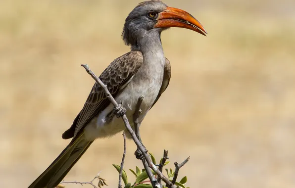 Ветки, птица, клюв, хвост