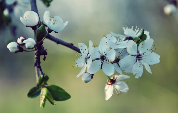 Картинка Cherry, White, Spring, Blossoms