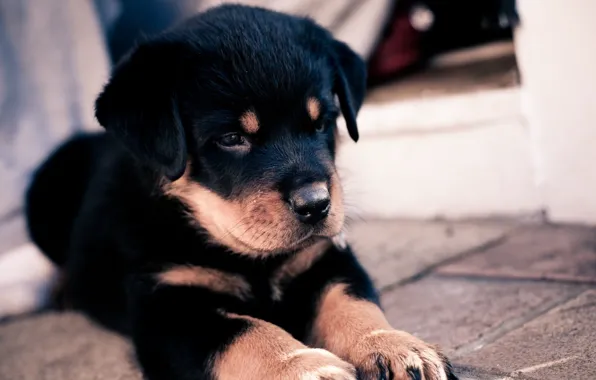 Puppy, dog, cute, щенок. песик