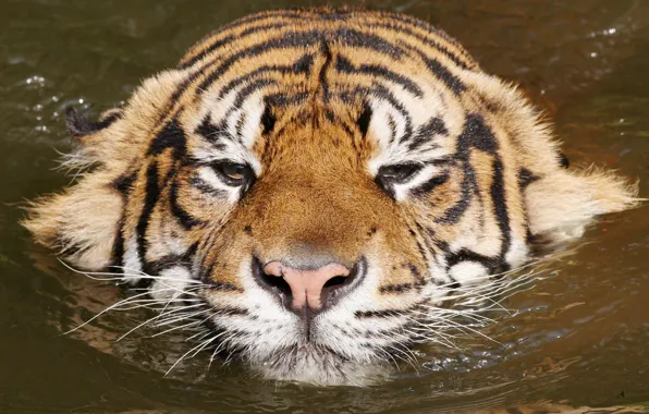 Вода, тигр, relax, киса