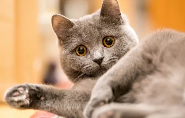 Кошка, кот, взгляд, морда, поза, серый, фон, портрет