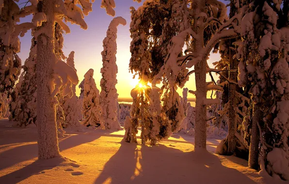 Картинка зима, лес, снег, тени