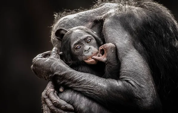 Love, monkey, hug, baby, mom, chimpanzee