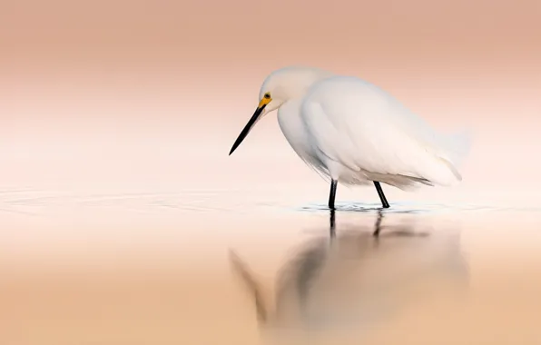 Вода, птица, белая, водоем, цапля, круги по воде