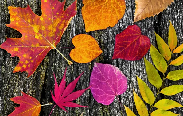 Картинка листья, дерево, colorful, wood, autumn, leaves, осенние