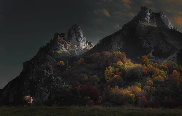Картинка осень, лес, облака, деревья, горы, корова, бык