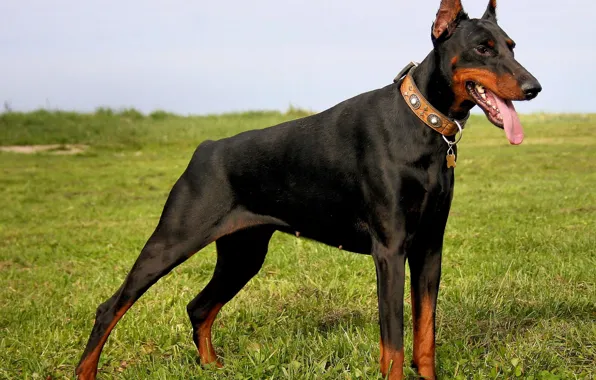 Поле, язык, трава, ошейник, dog, doberman