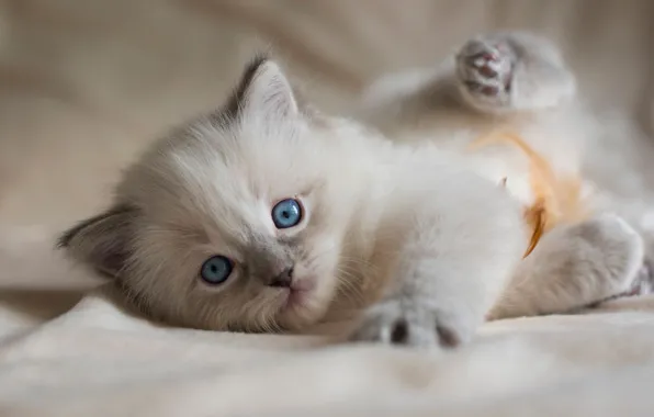 Кошка, котенок, фон, пушистый, лежит, прелесть, мордашка, играет