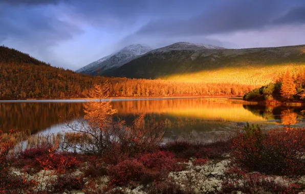 Картинка осень, пейзаж, горы, природа, растительность, леса, Колыма, Максим Евдокимов
