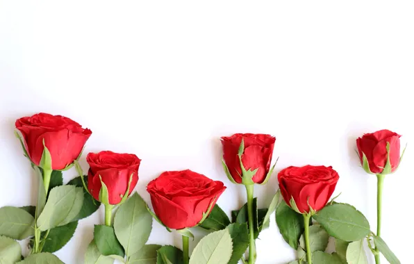 Картинка цветы, розы, букет, красные, red, wood, flowers, romantic