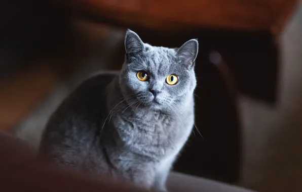 Кошка, кот, взгляд, морда, темный фон, серый, портрет, серая