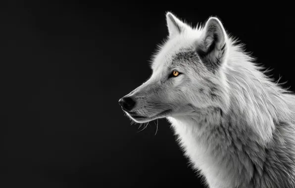 Картинка nature, snow, predator, face, animal, wolf, wildlife, portrait