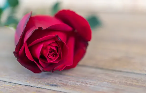 Цветок, розы, бутон, red, rose, красная роза, flower, wood