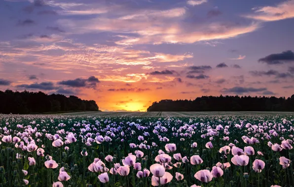 Картинка поле, закат, маки