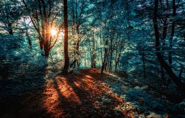 Лес, природа, цвет