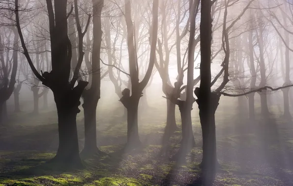 Картинка лес, деревья, туман, утро