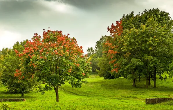 Картинка осень, листья, деревья, парк, сад