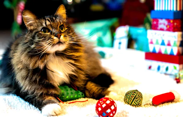 Кошка, кот, праздник, Рождество, Новый год