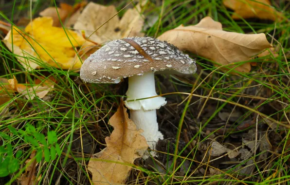Forest, park, mashroom