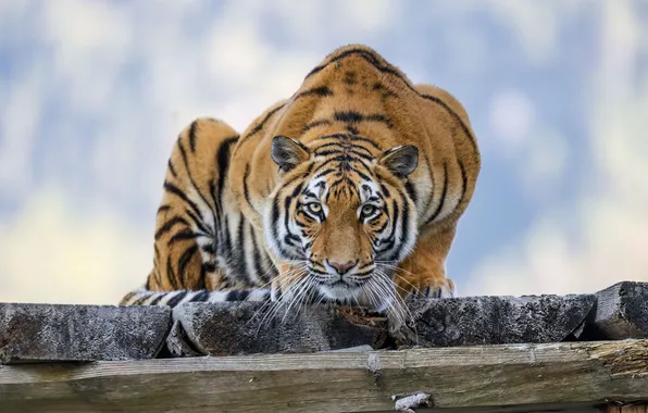 Картинка wallpaper, big, tiger, cat, background, predator, blur, bokeh