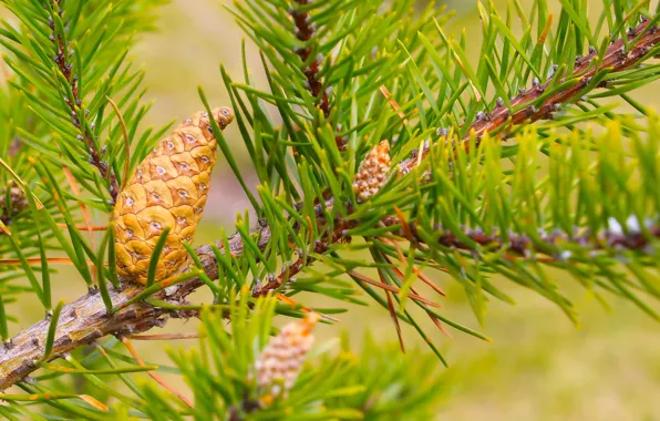 Pine, twig, cone