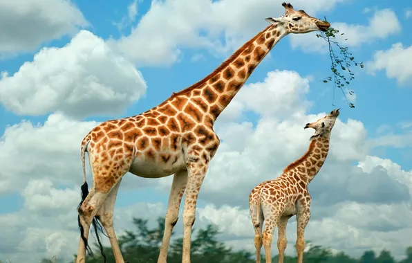 Картинка жирафы, Семья, питаются