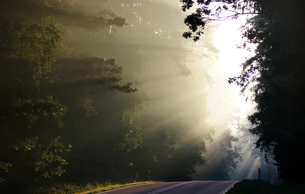 Картинка дорога, свет, деревья, утро