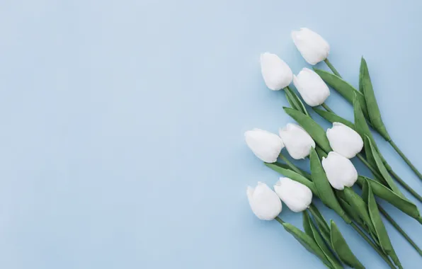 Картинка цветы, фон, букет, тюльпаны