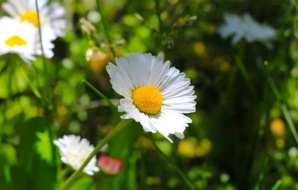 Flower, spring, daisy