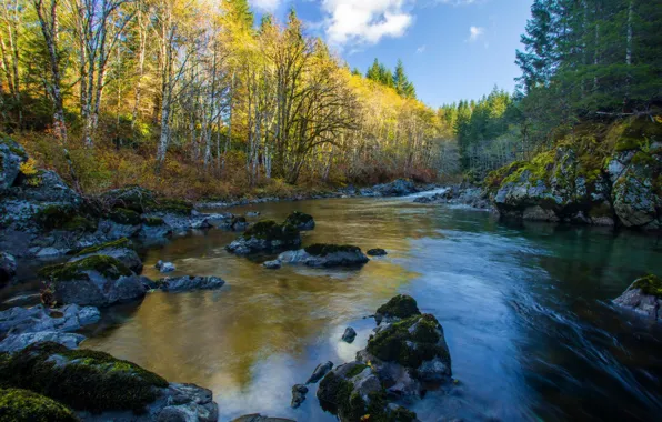 Картинка осень, лес, река, камни, Канада, Gordon River