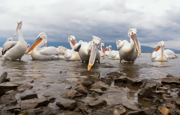 Небо, взгляд, облака, птицы, камни, берег, стая, водоем