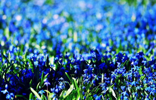 Картинка поле, цветы, фон, widescreen, обои, голубые, wallpaper, цветочки