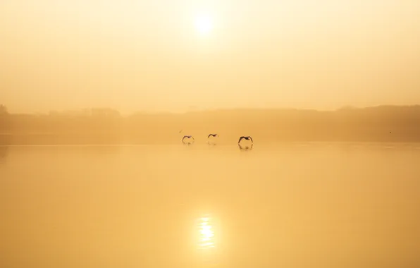 Птицы, туман, озеро