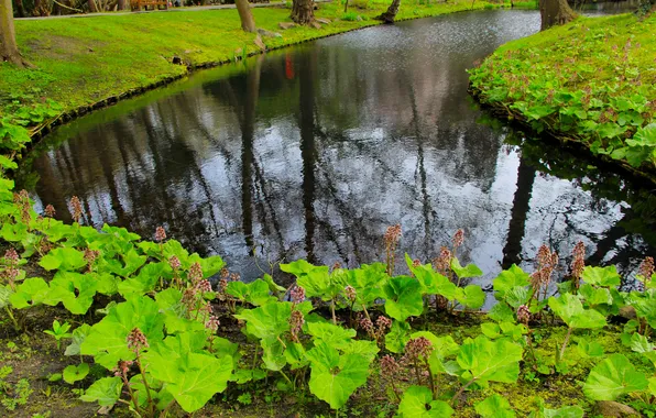 Water, park, lake, pond