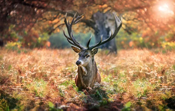 Картинка осень, природа, дерево, животное, олень, травы