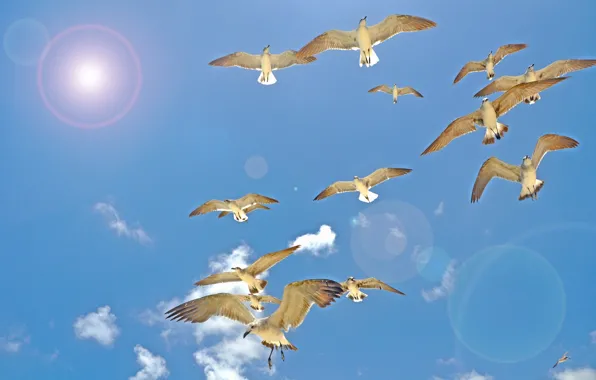 Картинка небо, солнце, полет, птицы, чайки, крылья